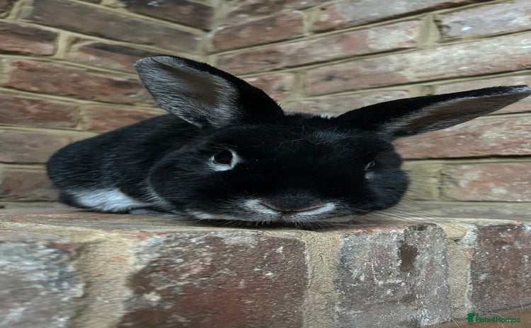 Silver rabbits - Advert 15
