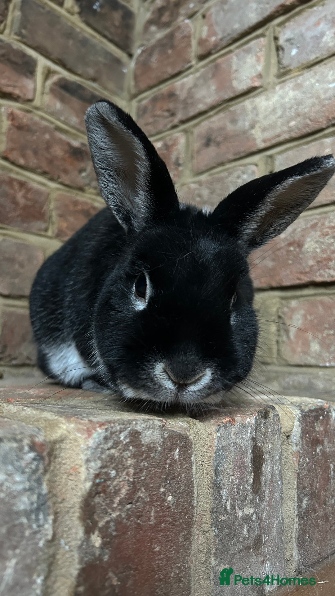 Silver rabbits for sale: Elderly Silver Marten House Rabbit - Image 1