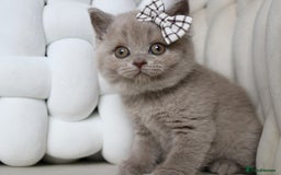 British Shorthair cats for sale: ❤️ Beautiful British Shorthair ❤️ - Image 27