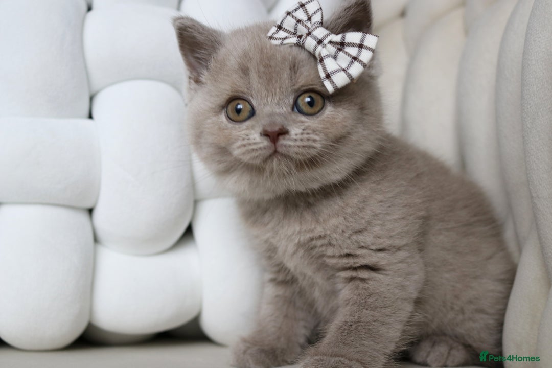 British Shorthair cats for sale: ❤️ Beautiful British Shorthair ❤️ - Image 27