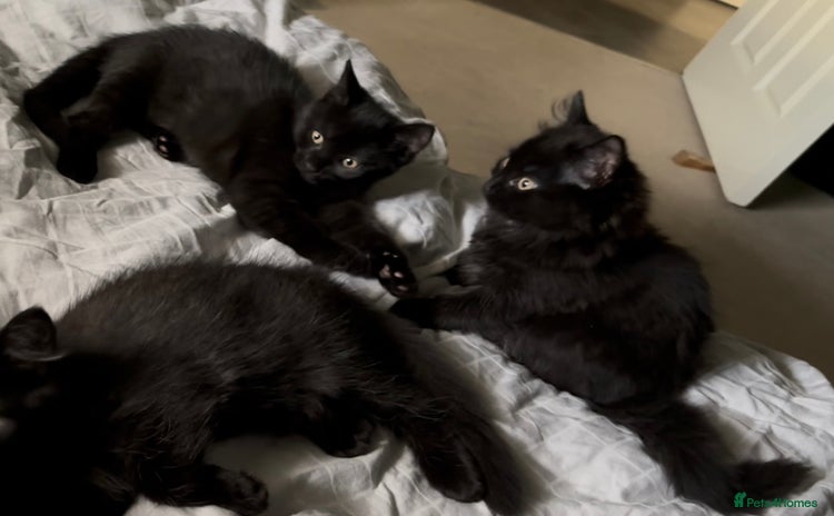 Mixed Breed cats - Advert 12