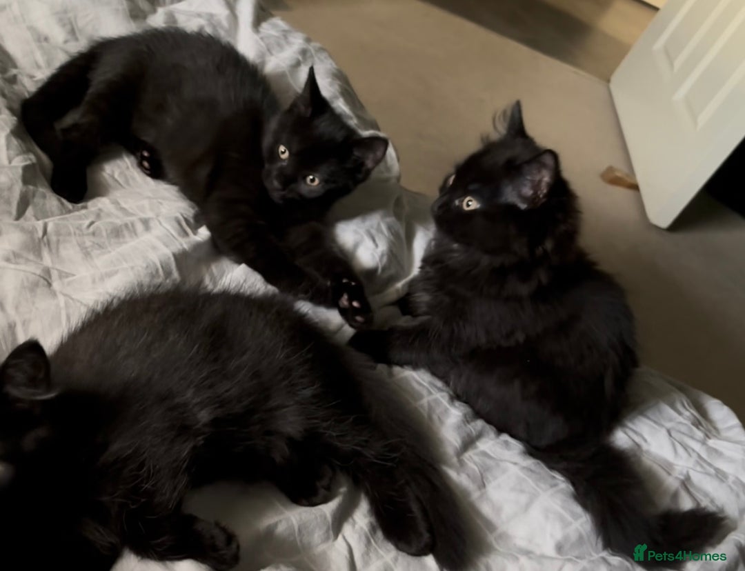 Mixed Breed cats for sale: 2 mixed kittens ready for there forever homes - Image 1