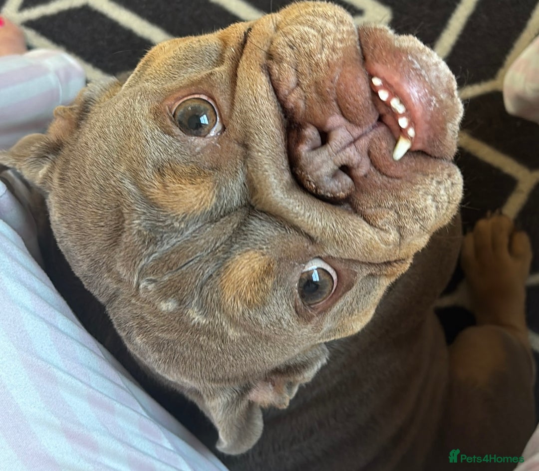 English Bulldog dogs for sale: 3 year old English Bulldog Bitch for sale  - Advert 3