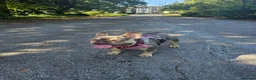 French Bulldog dogs for sale: KC registered miniature size French Bulldog Bitch - Advert 34
