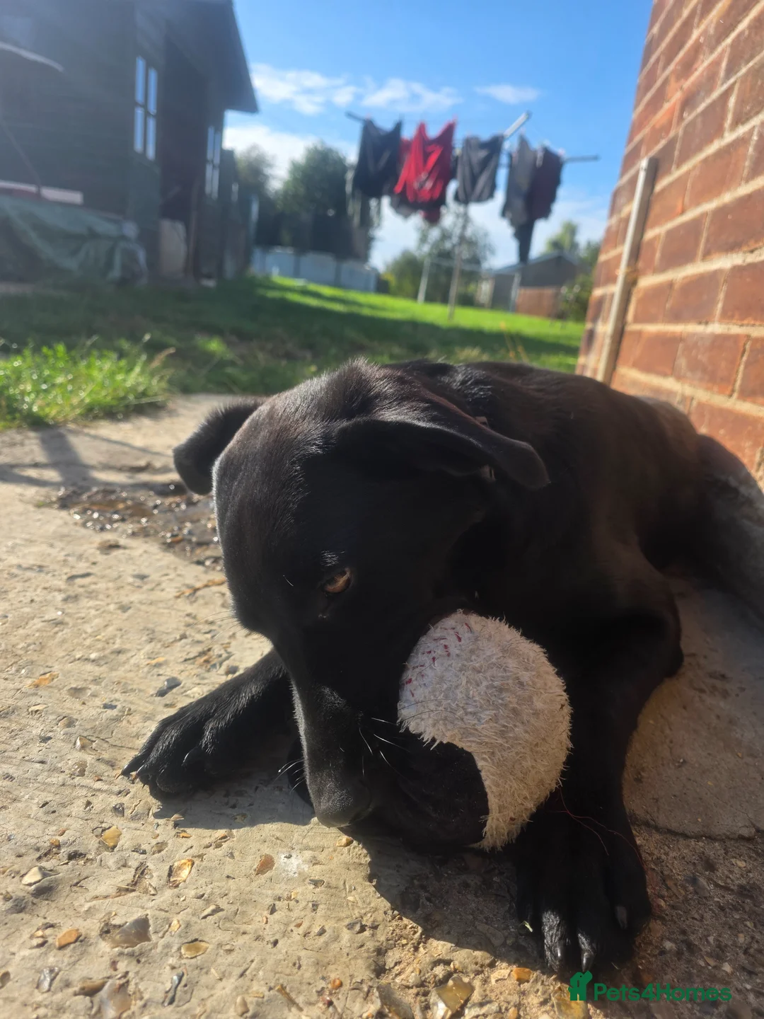 Mixed Breed dogs for sale: Raven - lab cross - Advert 5