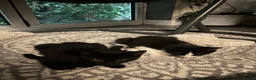 Mixed Breed cats for sale: Black & White Female & Black Male Kittens – Loving - Advert 6