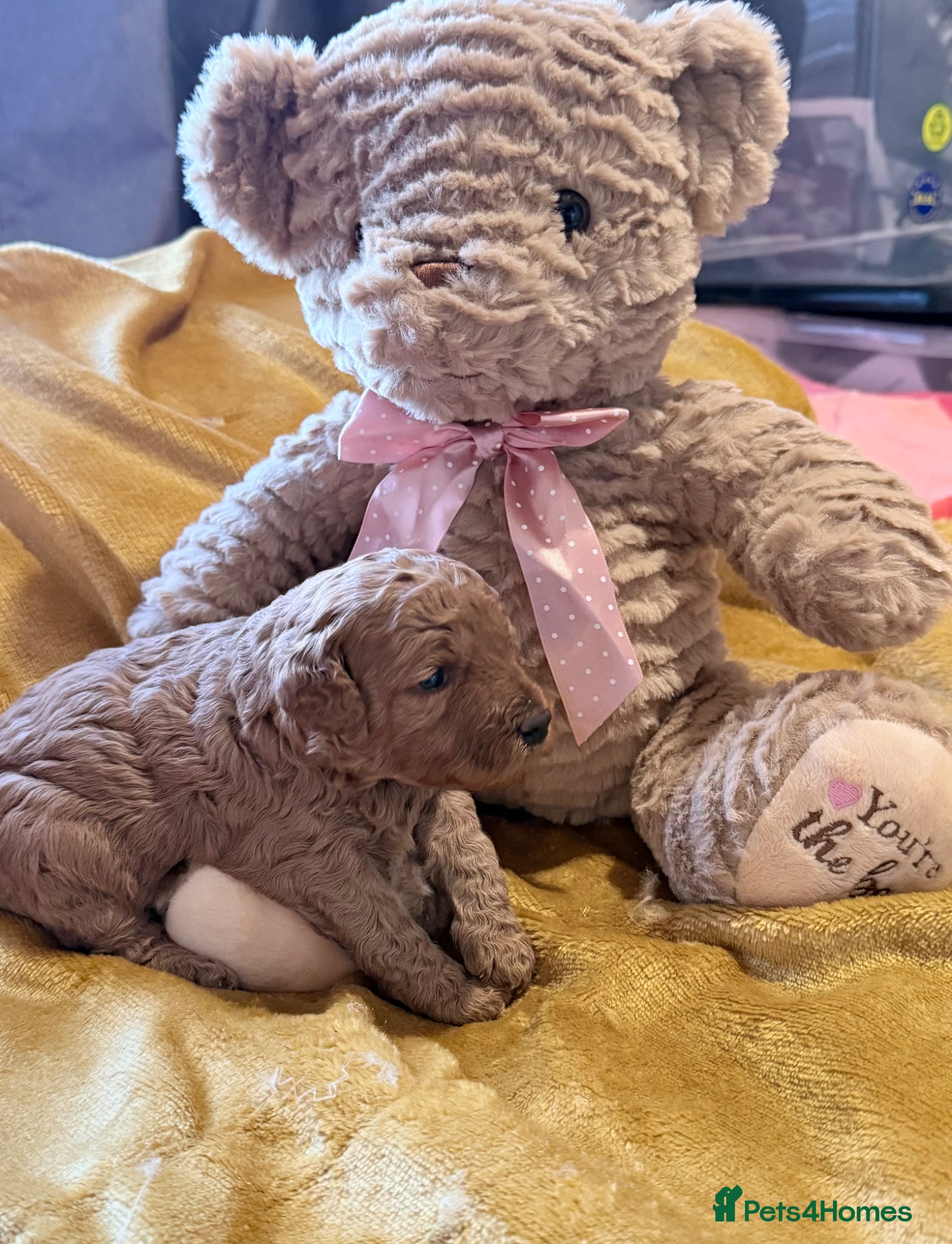 Cavapoo dogs Cavapoo puppies F1B - Advert 1