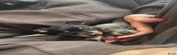 Miniature Pinscher dogs for sale: KC Beautiful little miniature pinscher puppy’s 🐶  - Advert 2