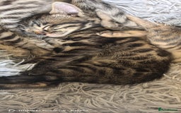 Bengal cats for sale: Silver Bengal kitten for sale  - Advert 12