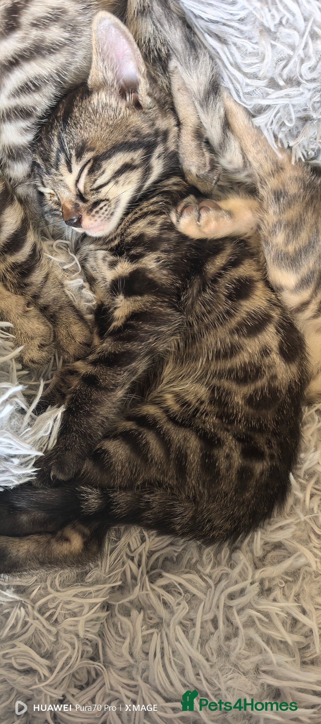 Bengal cats for sale: Silver Bengal kitten for sale  - Advert 12