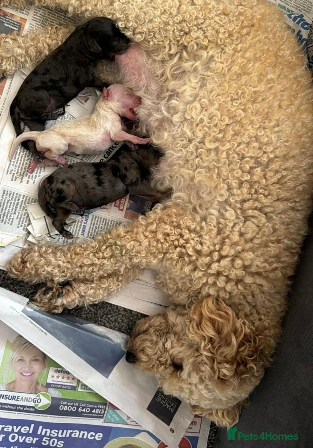 Toy Poodle dogs for sale: READY TO LEAVE Adorable Toy Poodles - Image 12