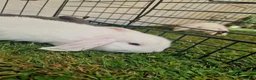 Mini Lop rabbits for sale: 3 baby rabbits - Advert 2