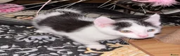 Mixed Breed cats for sale: Small spotted kitten - Advert 3
