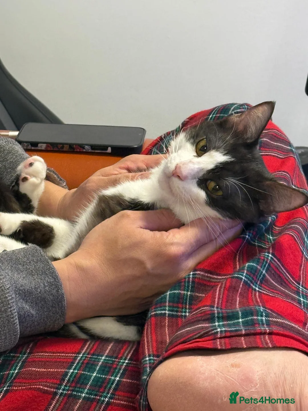 Mixed Breed cats for adoption: Male Rescue Cat Orlando LOVES people  in St Albans - Advert 2