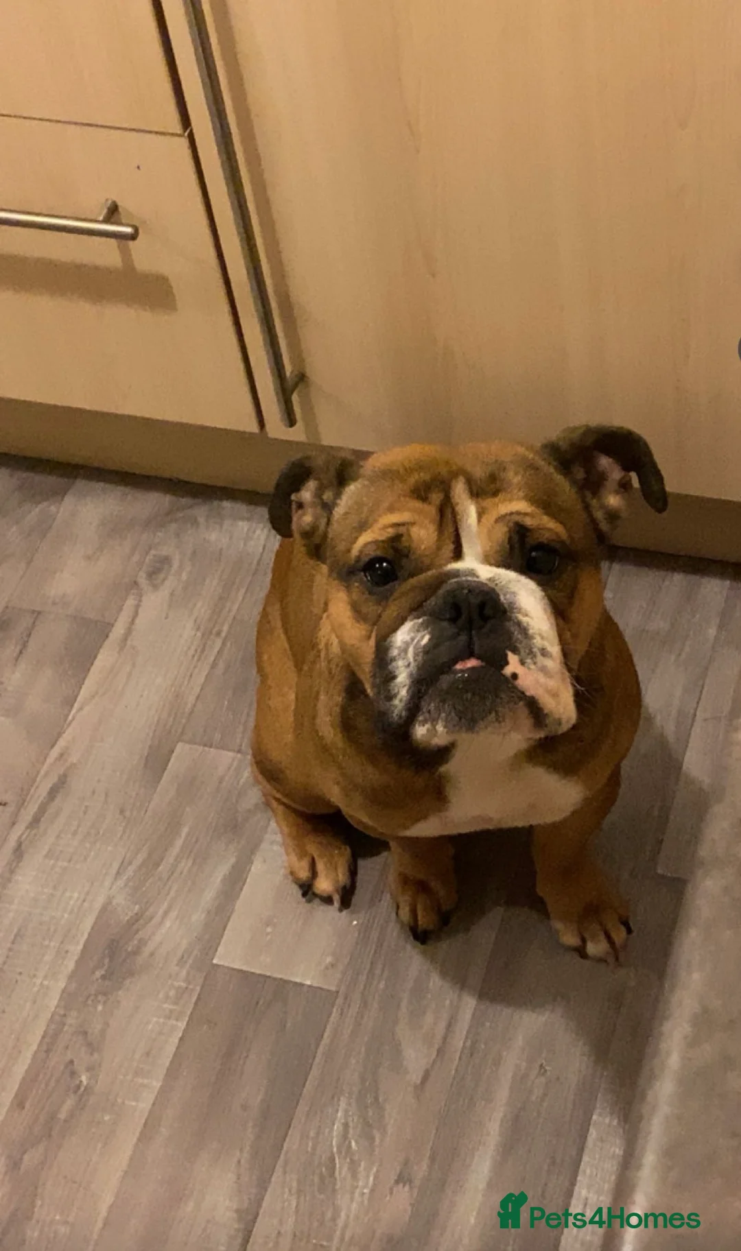 English Bulldog dogs for sale: Female English bull dog  - Advert 2