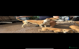 Lurcher dogs for sale: Beautiful Lurcher Puppies – Well Bred, Ready Now! - Image 12