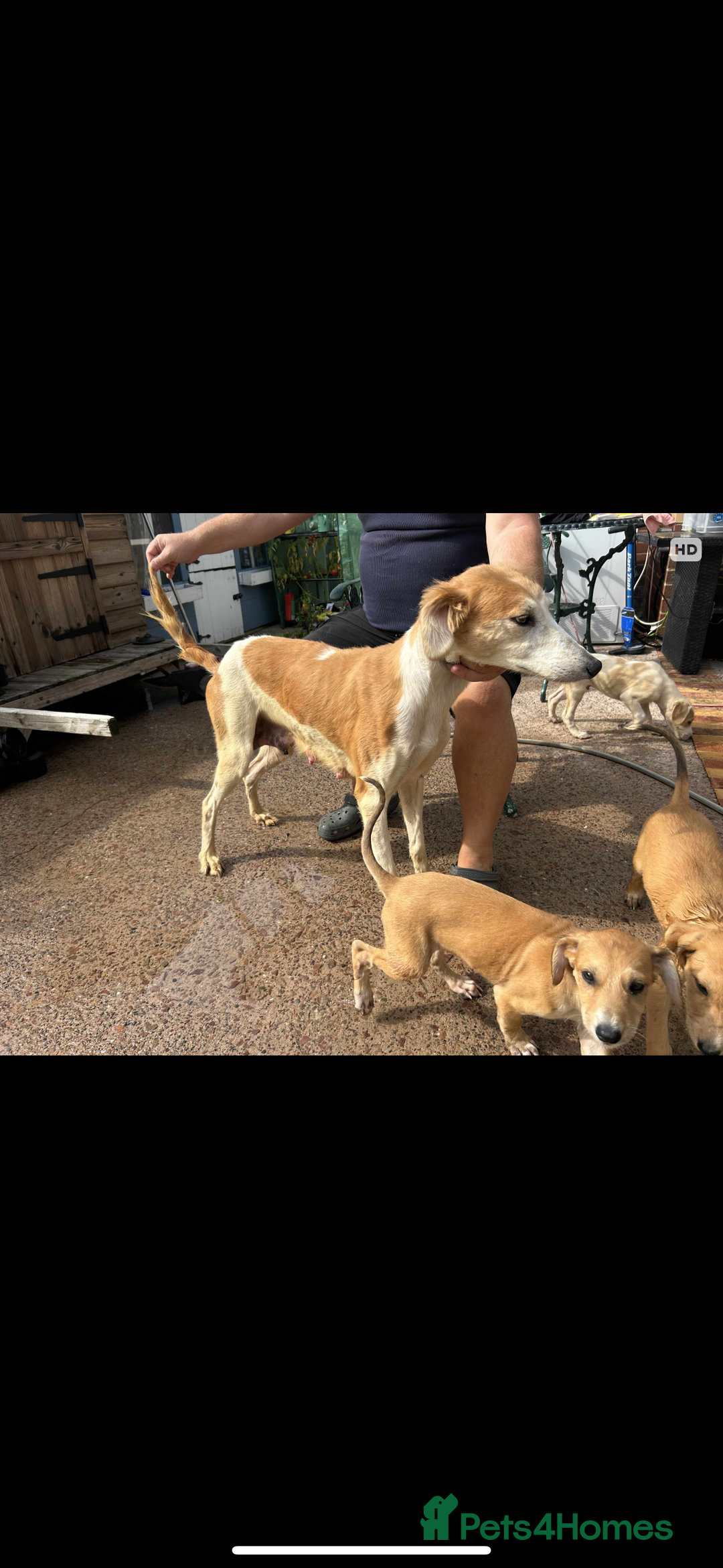Lurcher dogs for sale: Beautiful Lurcher Puppies – Well Bred, Ready Now! - Image 12
