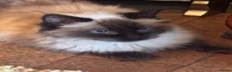 Ragdoll cats for sale: Ragdoll queen  - Advert 3