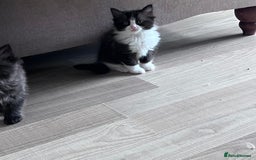 Persian cats for sale: Pershadoll’s 😍half Pershian half Ragdoll. - Image 2
