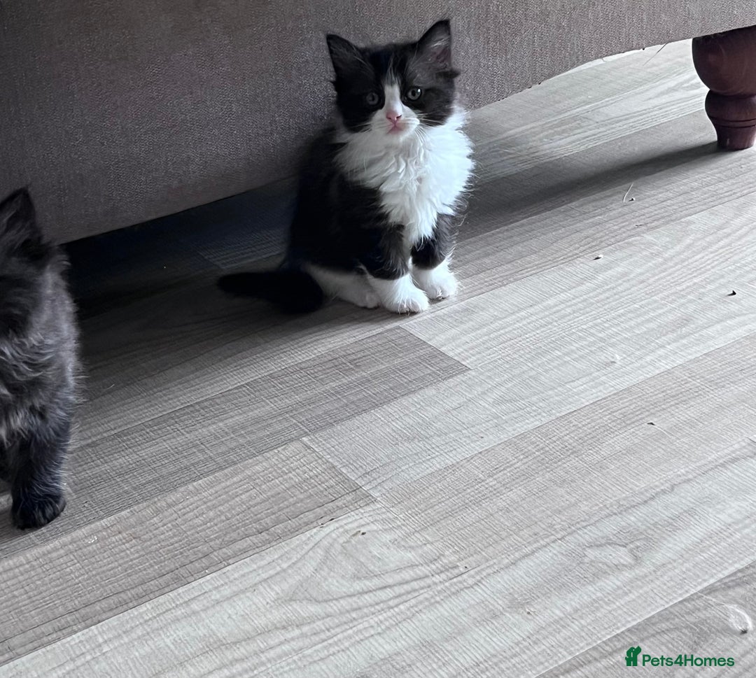 Persian cats for sale: Pershadoll’s 😍half Pershian half Ragdoll. - Image 2