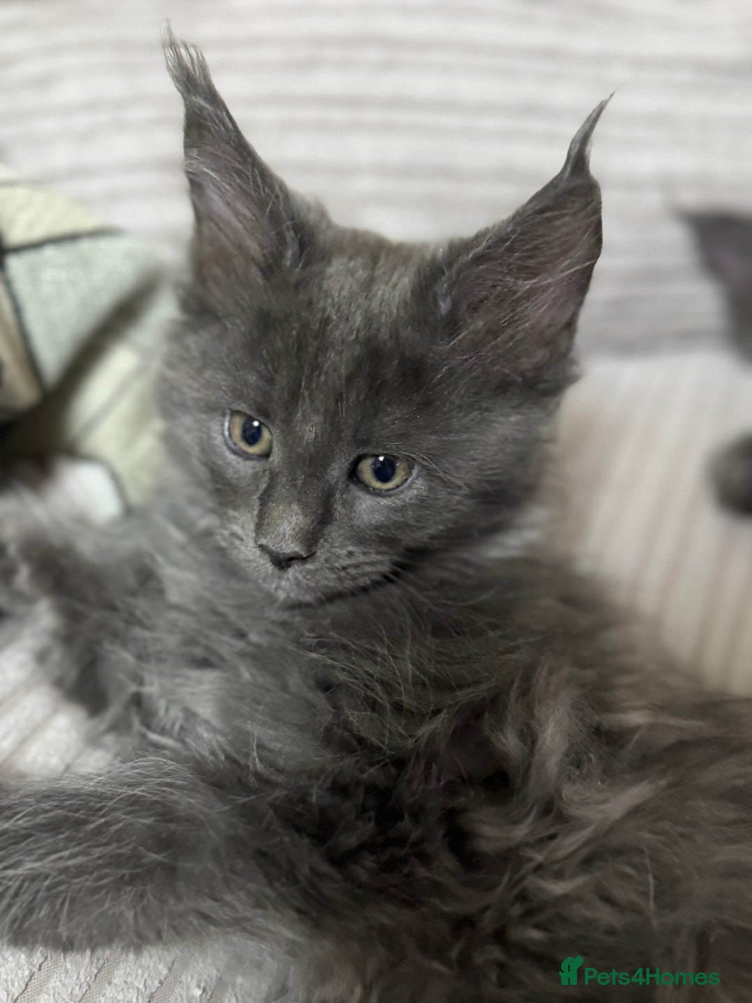 Maine Coon cats for sale: Adorable pure breed Maine coon Kittens’s for sale - Advert 27