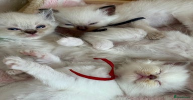 Ragdoll cats - Advert 1