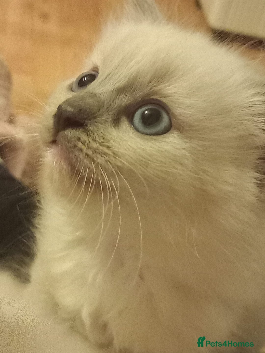 Ragdoll cats for sale: Ragdoll - Image 6