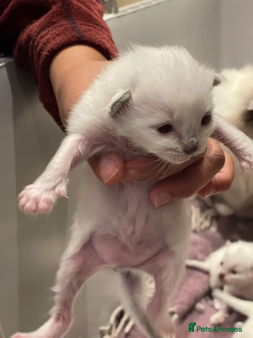 Ragdoll cats for sale: Ragdoll kittens GCCF - Advert 2
