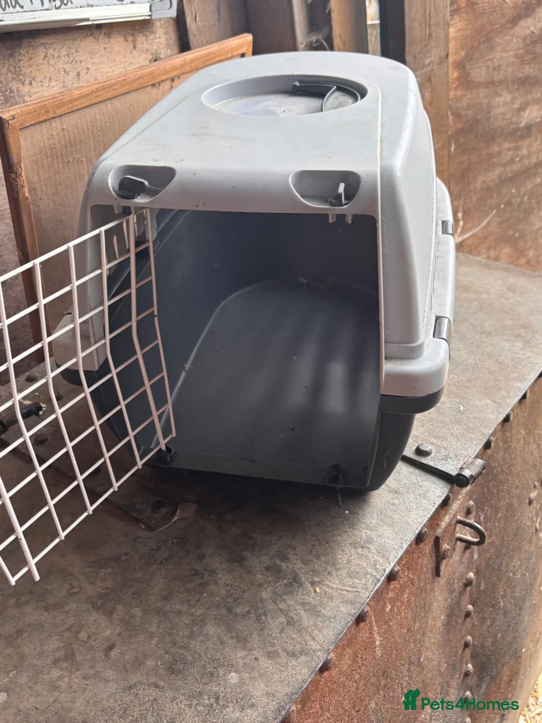Mini Lop rabbits for sale: Mini lop for sale and pet carrier (little bag food - Advert 12
