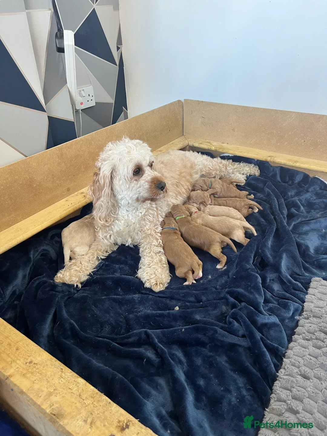 Cockapoo dogs for stud: Cockapoo stud in Durham - Advert 21