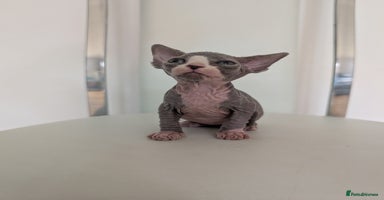 Sphynx cats - Advert 11