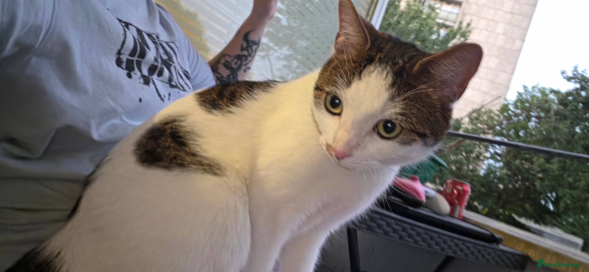 Domestic Shorthair cats Urgent-Romeo is looking for a forever home - Advert 9