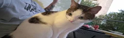 Domestic Shorthair cats for sale: Urgent-Romeo is looking for a forever home - Advert 1