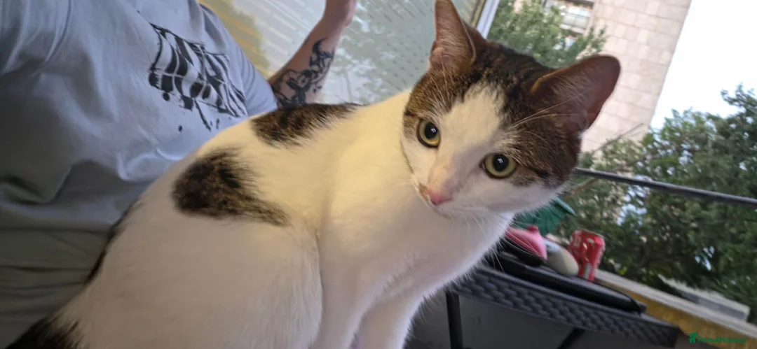 Domestic Shorthair cats for sale: Urgent-Romeo is looking for a forever home - Advert 1