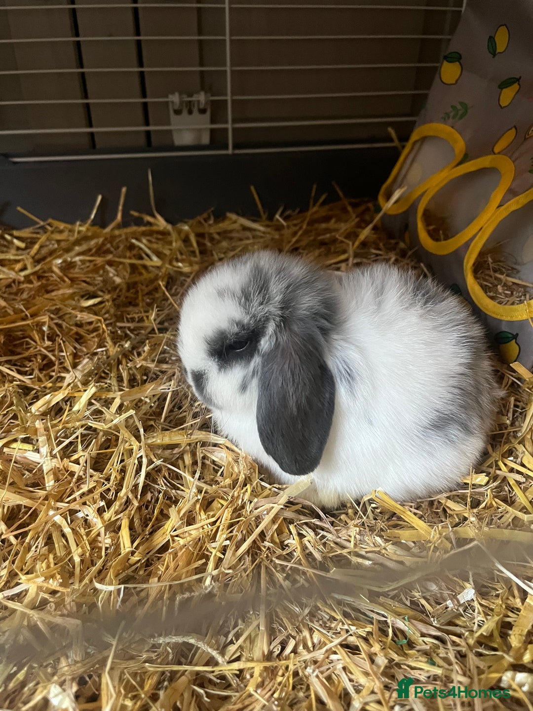 Mini Lop rabbits for sale: 2 baby mini lop bunnies  - Image 6
