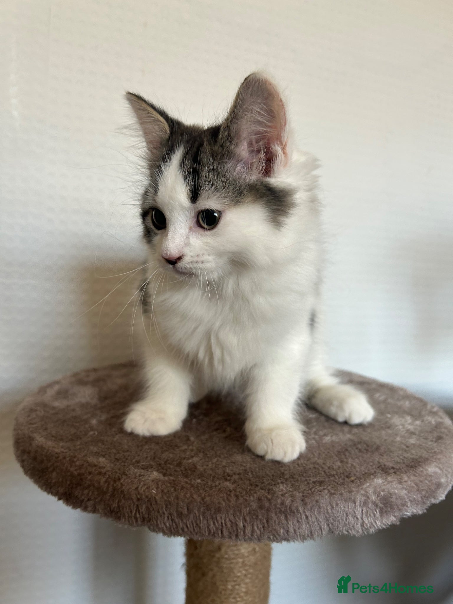 Mixed Breed cats Beautiful kittens read to leave  - Advert 2