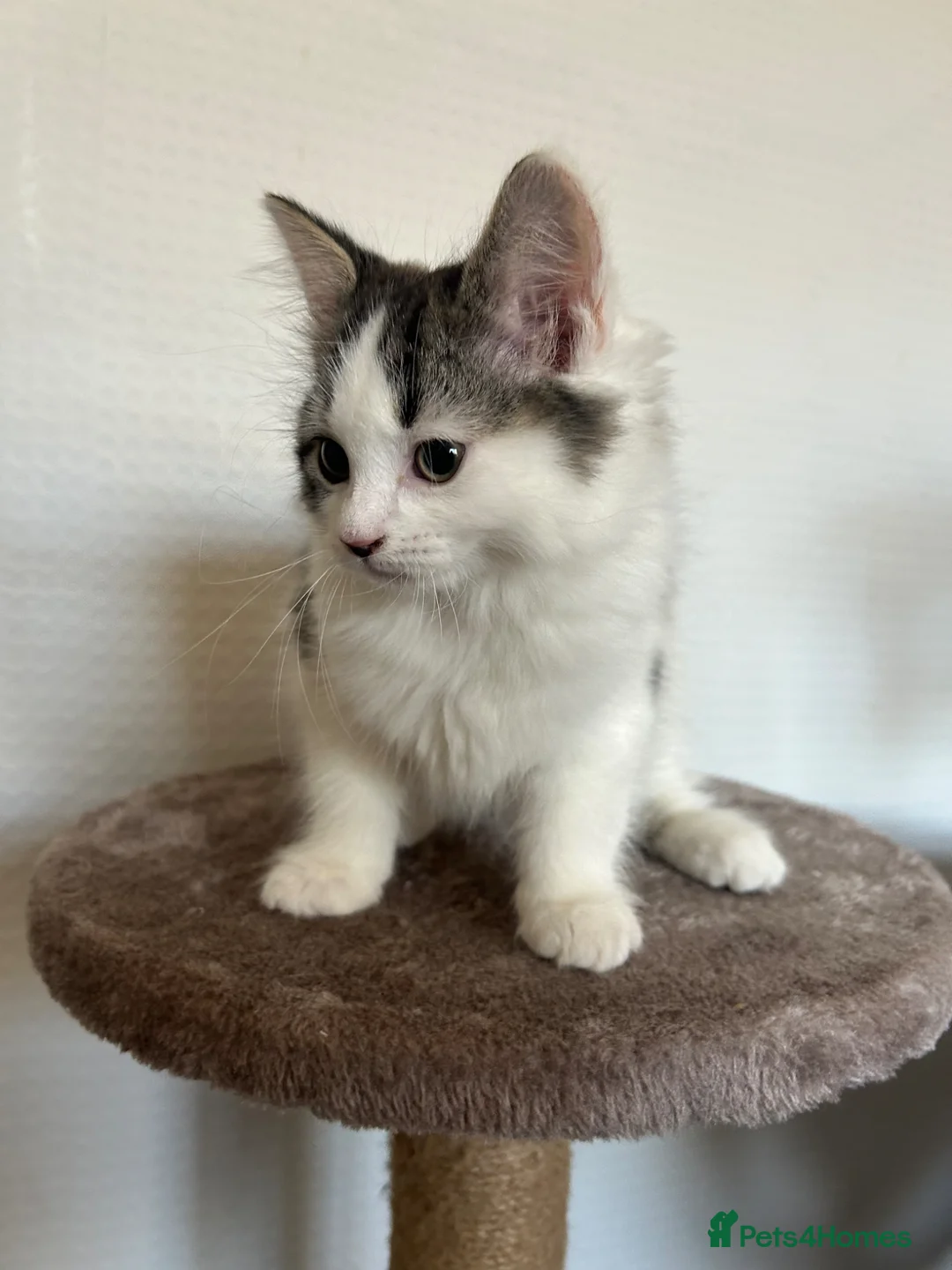 Mixed Breed cats for sale: Beautiful kittens - Advert 1