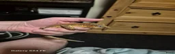Gecko reptiles for sale: Lovely red stripe male gargoyle gecko in London - Advert 4