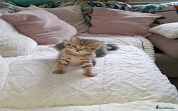 British Shorthair cats for sale: Pedigree British Blue and Tabby Shorthair Kittens - Image 12