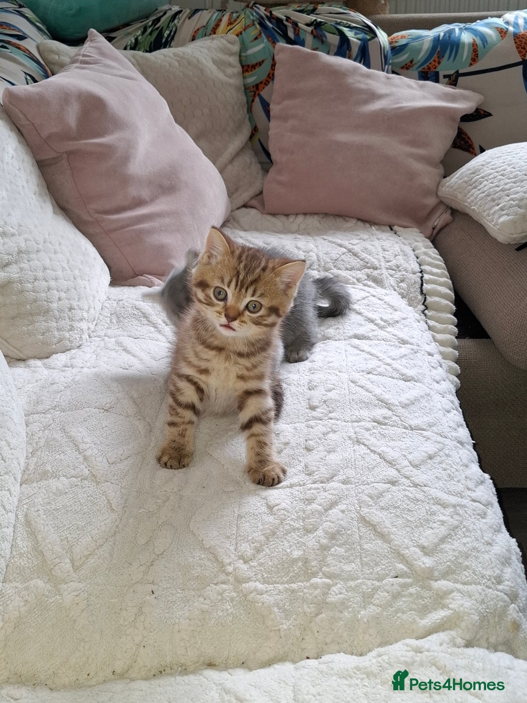 British Shorthair cats for sale: Pedigree British Blue and Tabby Shorthair Kittens - Image 12