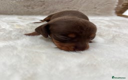 Miniature Dachshund dogs for sale: Smooth Miniature Dachshund Puppies  - Image 3