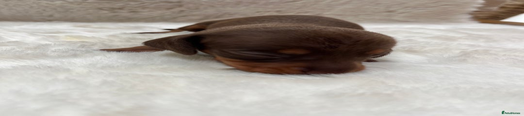 Miniature Dachshund Puppy 1