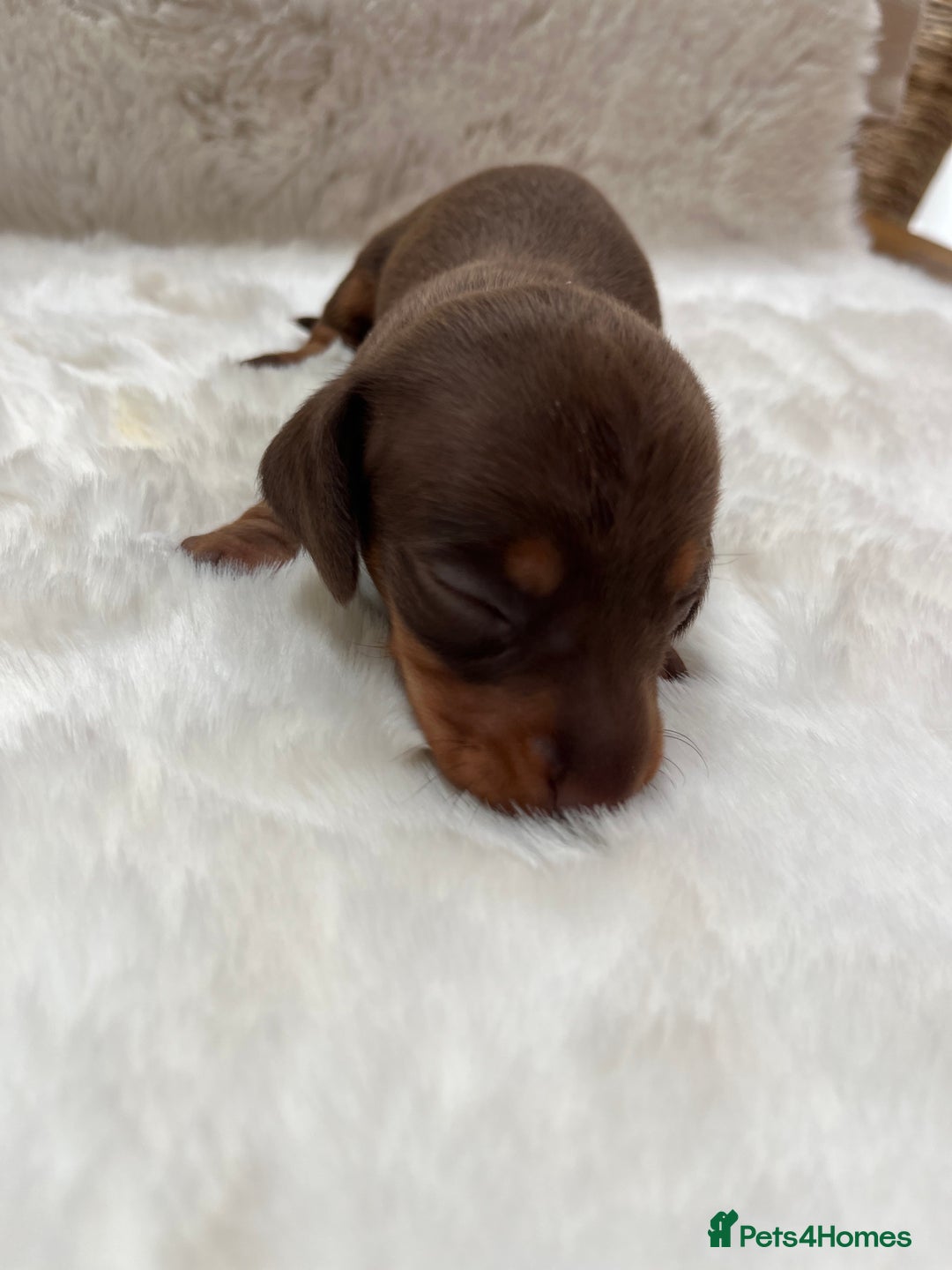 Miniature Dachshund dogs for sale: Smooth Miniature Dachshund Puppies  - Image 3
