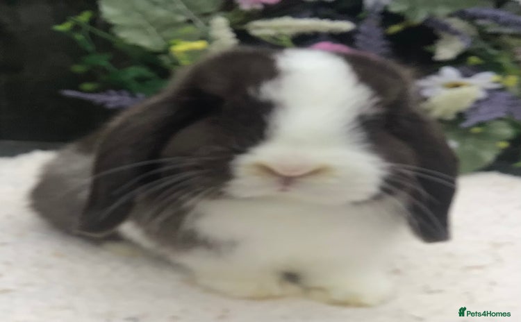 Mini Lop rabbits - Advert 10
