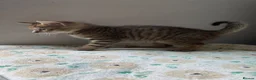 Mixed Breed cats for sale: Mixed Toyger Kittens - Advert 9