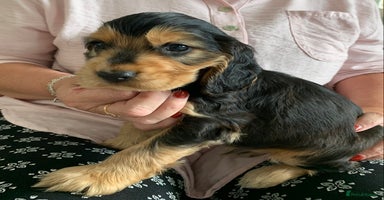 Cocker Spaniel dogs in Abergele - Advert 6