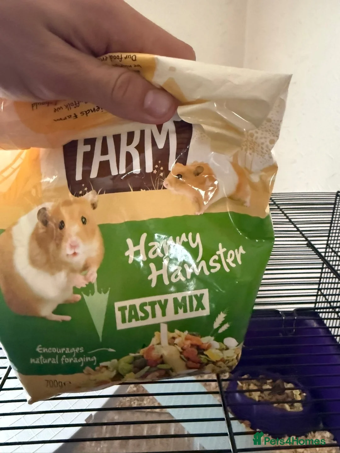 Hamster rodents for sale: Gorgeous Female Hamster Available in Leatherhead - Advert 9