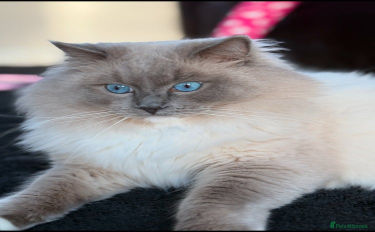 Ragdoll cats - Advert 11