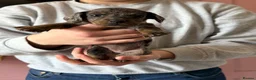 Mixed Breed dogs for sale: Cavapoo x dachshund  in Newark - Advert 23