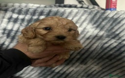 Cockapoo dogs for sale: F1B cockapoo  - Image 9